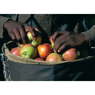 Apple Card 1 2211