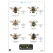 Bees of Britain Field Guide