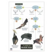 British Bats Field Guide