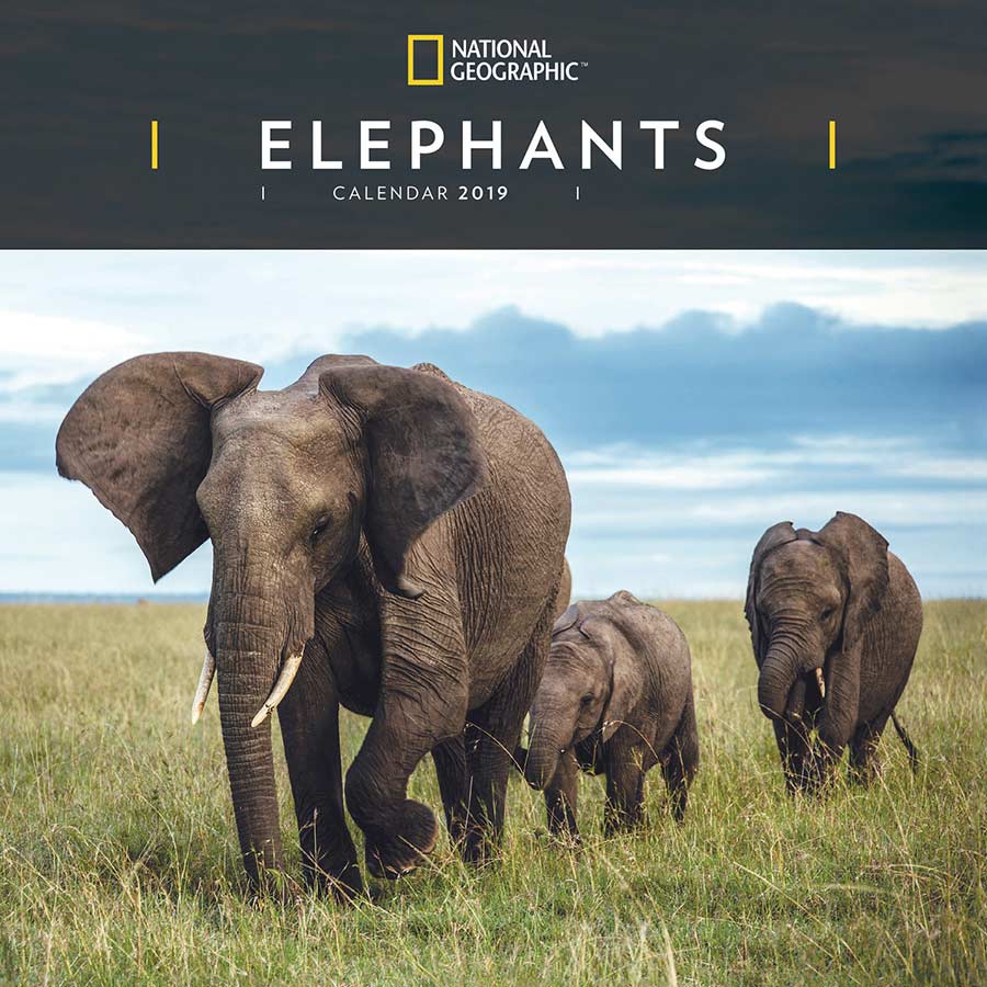 National Geographic 'Elephants' 2019 Wall Calendar National Geographic