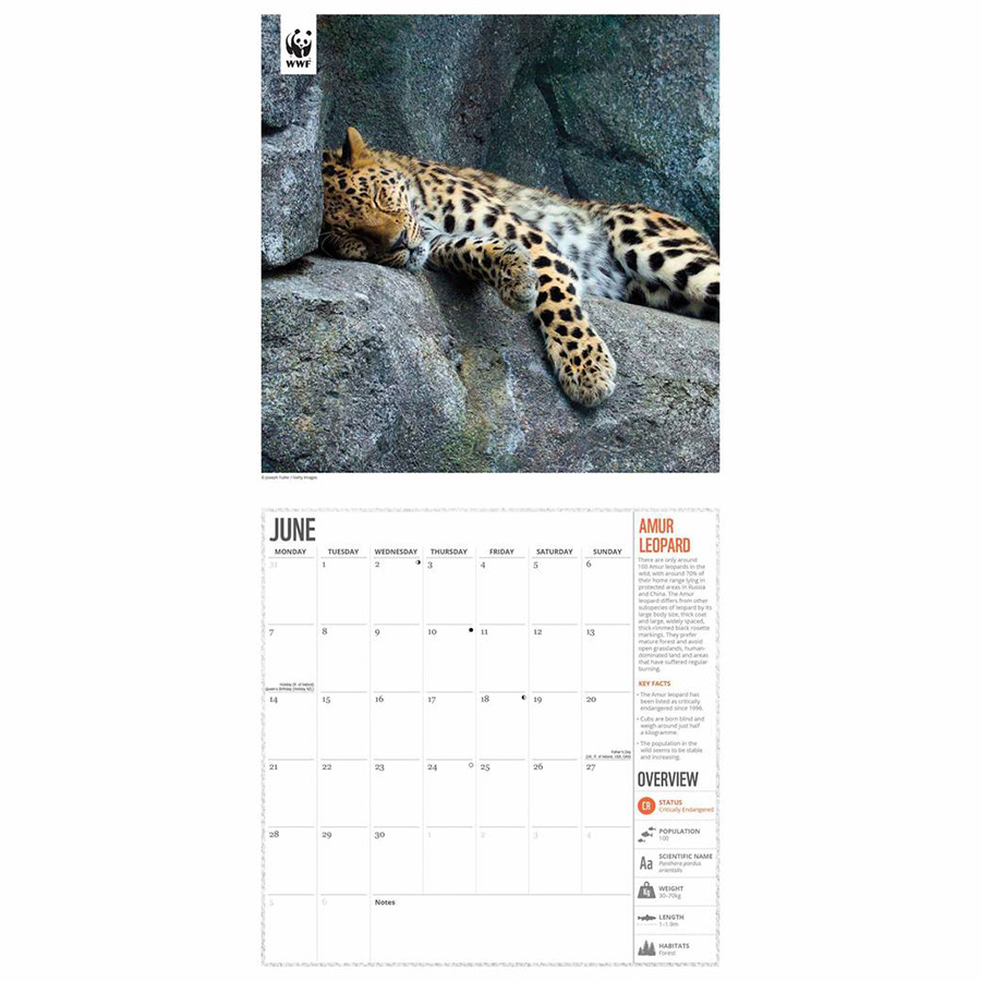 WWF Amazing Wildlife 2021 Wall Calendar WWF