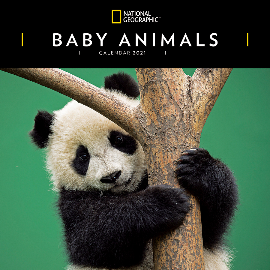 national-geographic-baby-animals-wall-calendar-2021-national-geographic