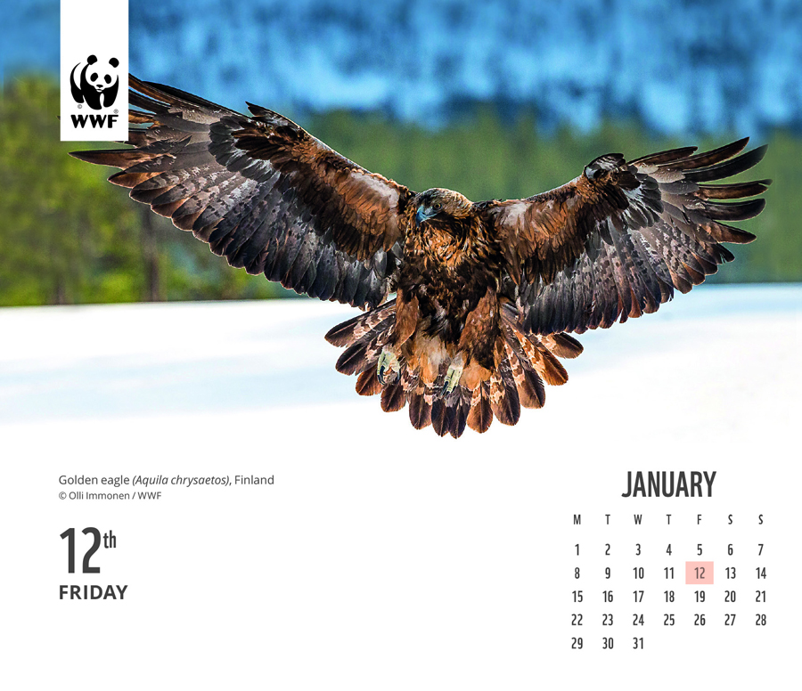 WWF Natural World 2024 Desk Calendar WWF