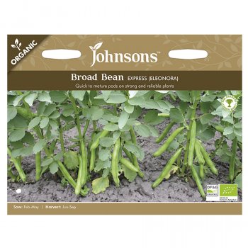 Johnsons Organic Broad Bean Seeds - Eleonora