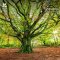 National Trust 'Seasons' 2027 Wall Calendar