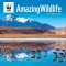 WWF Amazing Wildlife 2027 Wall Calendar