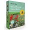 Seedball Scatter Box - Bright Annual