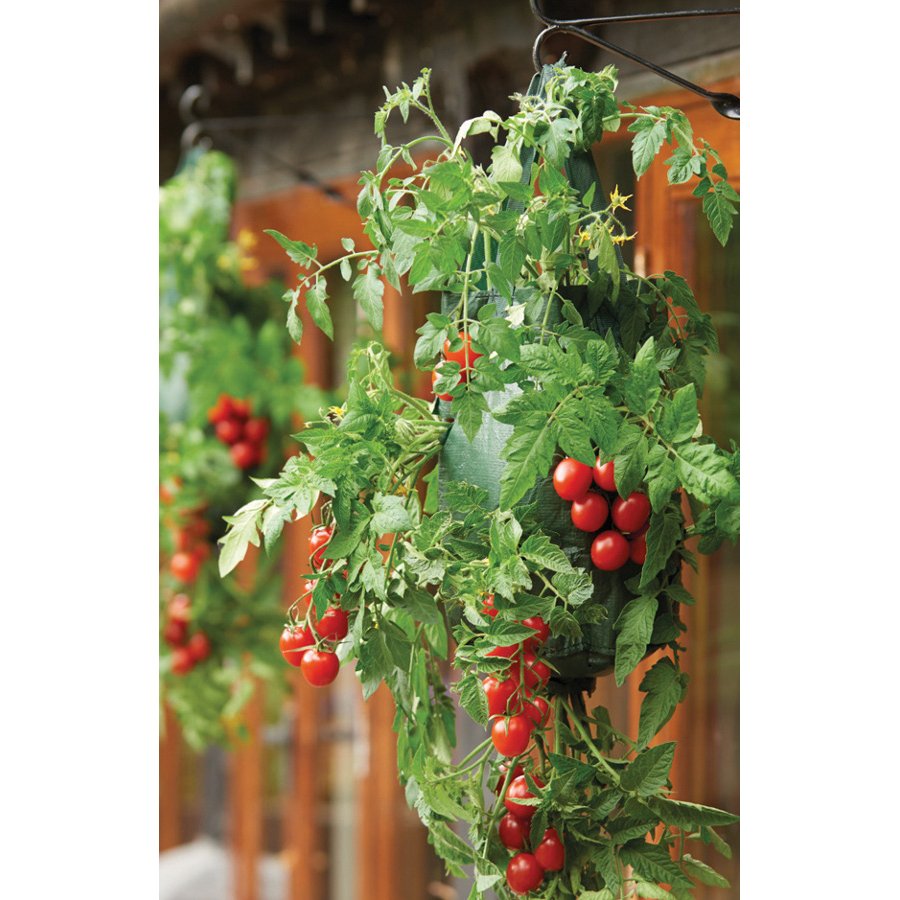 Hanging Tomato Planters - Gardman - Natural Collection